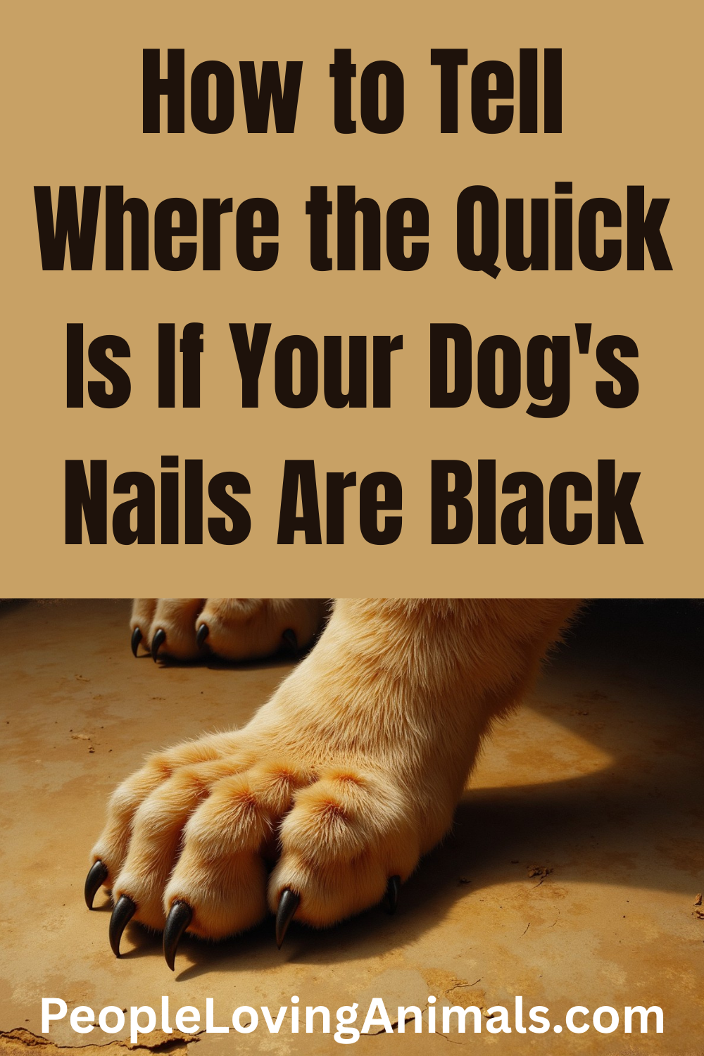 How to cut black dog nails - Keep your pup happy! - Hope For Pets