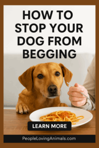 how to stop your dog from begging