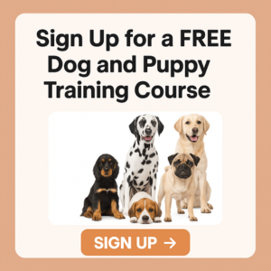 trainpetdog review