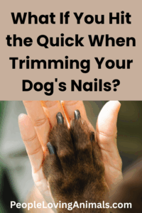 hat If You Hit the Quick When Trimming Your Dog's Nails?