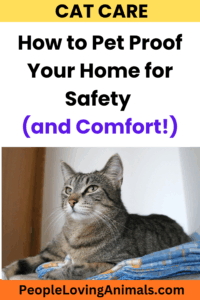 How to Make Your Home Pet-Friendly (for Comfort)