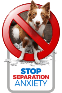 dog training for separation anxiety