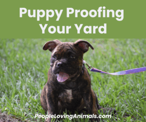 puppy proofing your yard