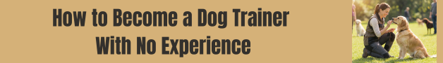 how to become a dog trainer with no experience