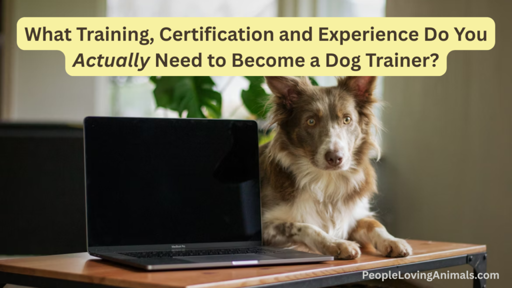 what training, experience and certification is needed to become a dog trainer?