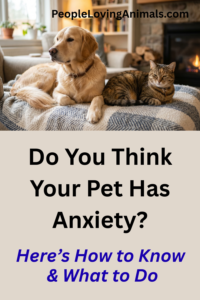 pet anxiety guide