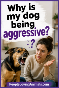 why is my dog being aggressive?