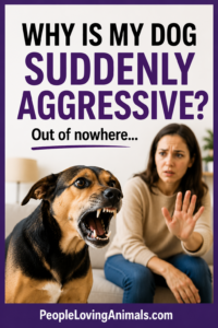 why is my dog suddenly aggressive?