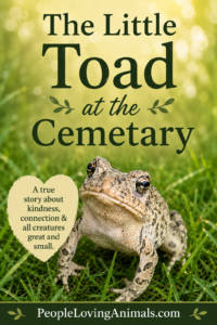 The Little Toad at the Cemetary